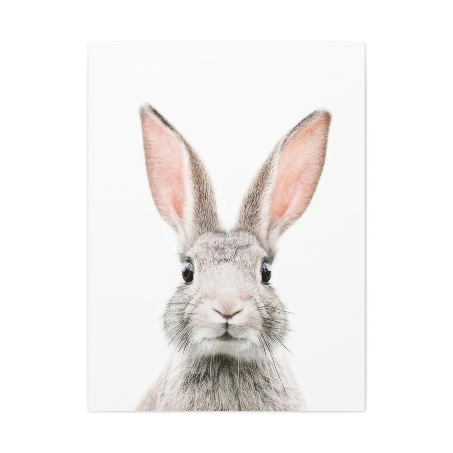 Kathrin Pienaar Bunny Face Wall Art & Canvas Prints