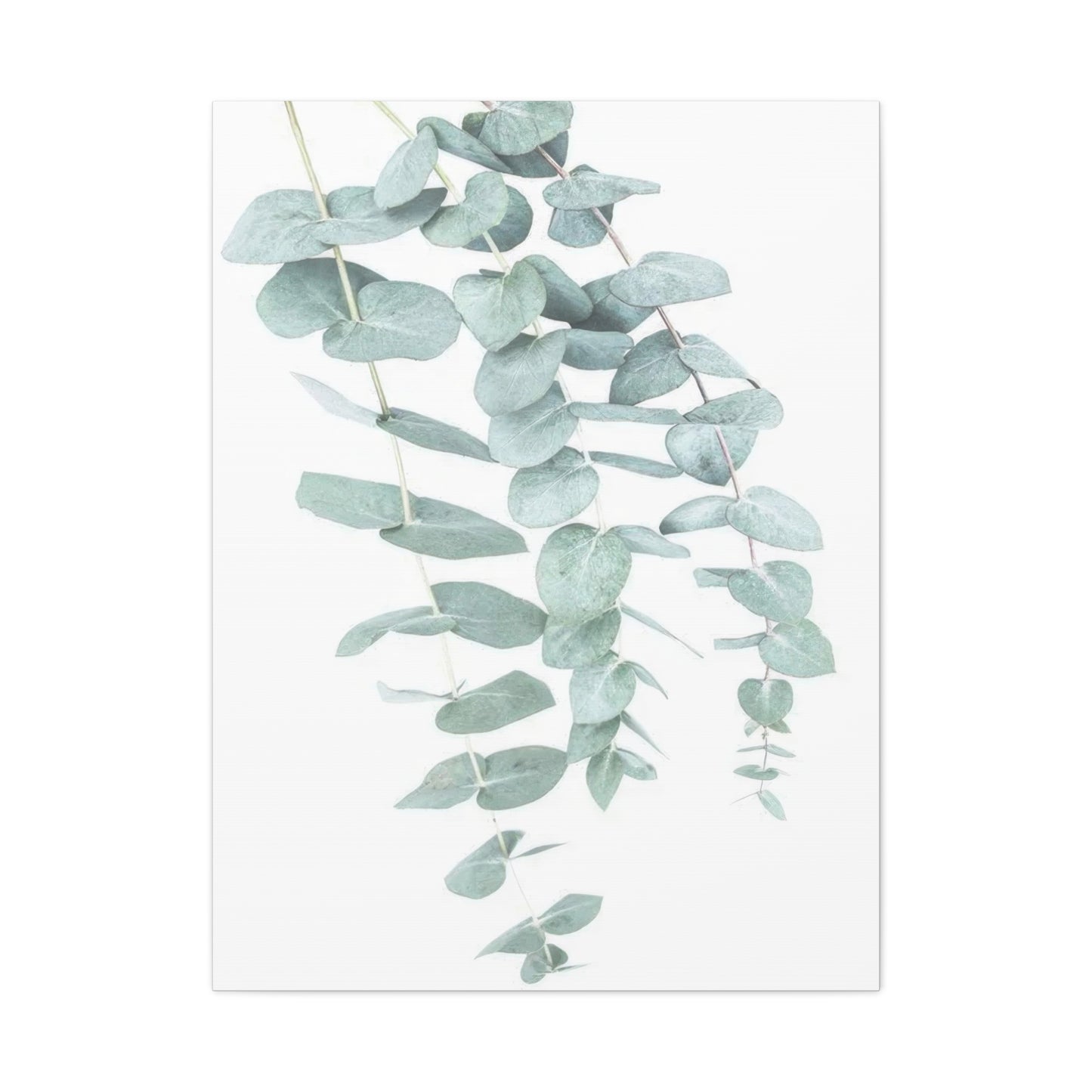 Kathrin Pienaar Eucalyptus Wall Art & Canvas Prints