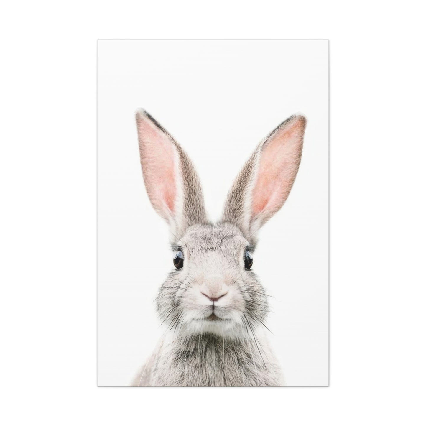Kathrin Pienaar Bunny Face Wall Art & Canvas Prints
