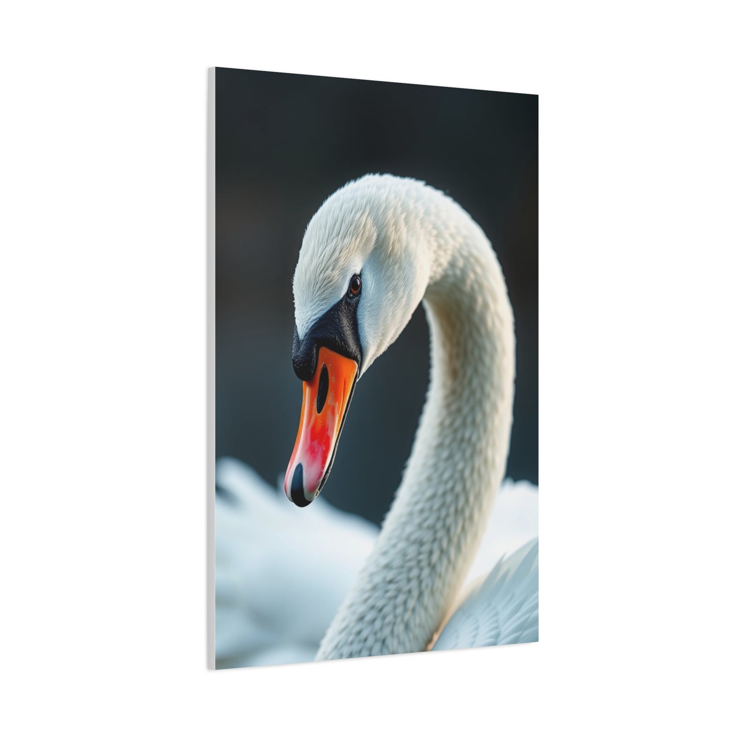 Swan Art Supreme Gallery Wall Art & Canvas Print
