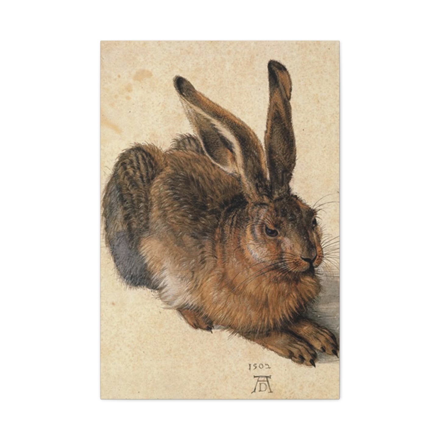 Large Brown Bunny Wall Art & Canvas Prints