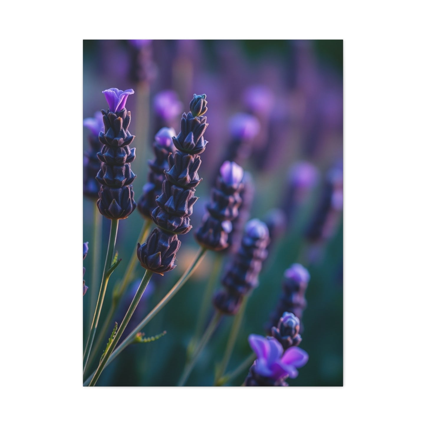 Supreme Lavender Herb Art Collection Wall Art & Canvas Print