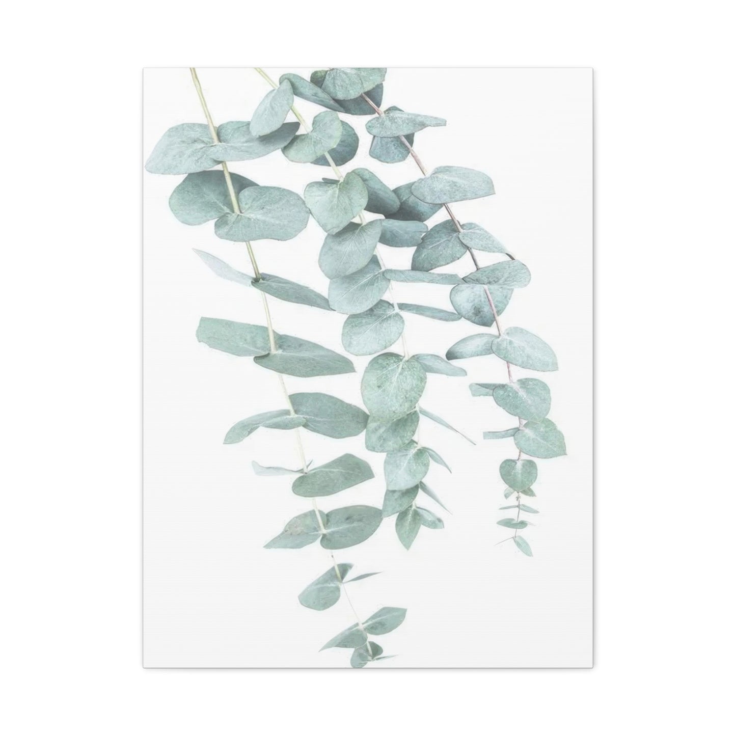 Kathrin Pienaar Eucalyptus Wall Art & Canvas Prints