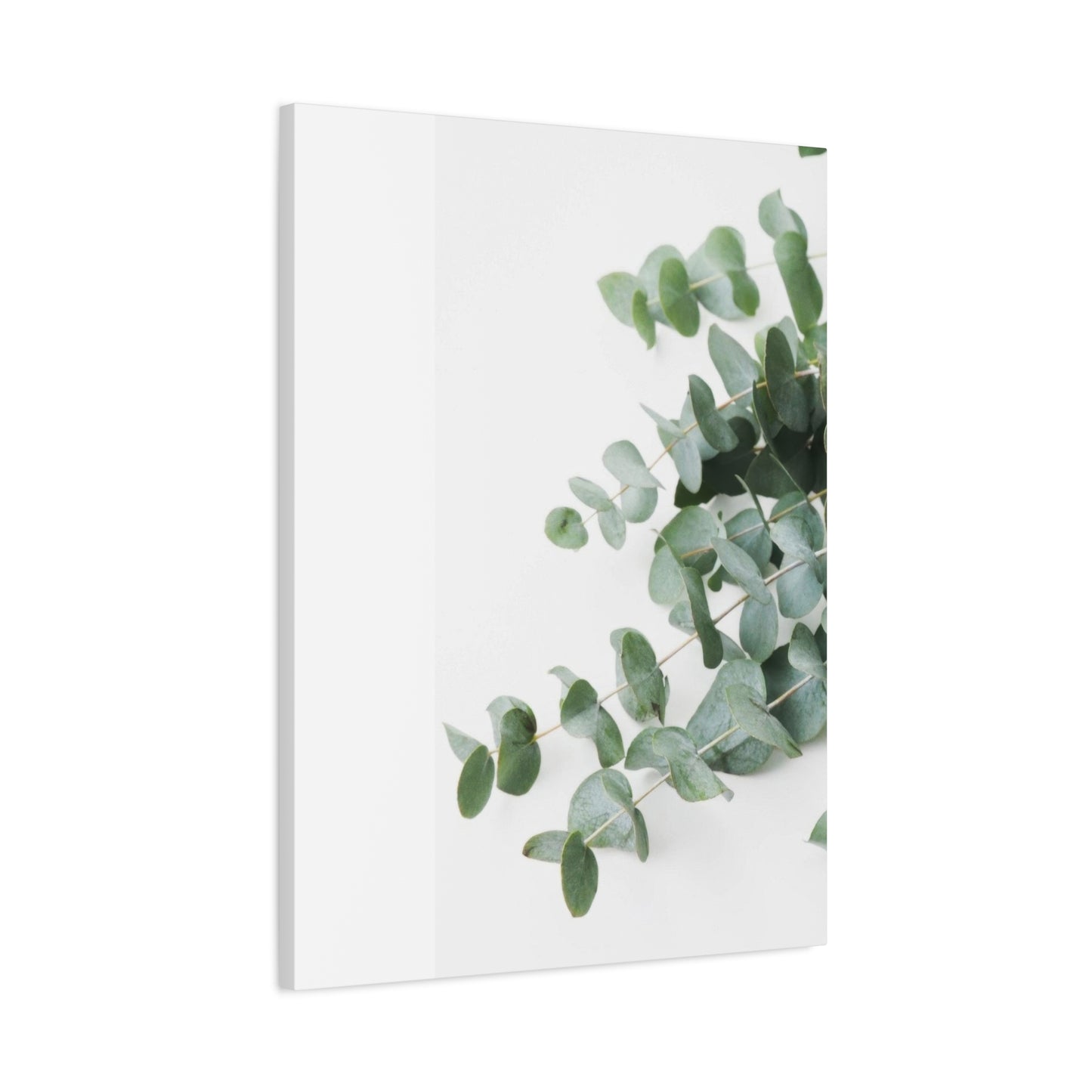 Eucalyptus On White BG Wall Art & Canvas Prints