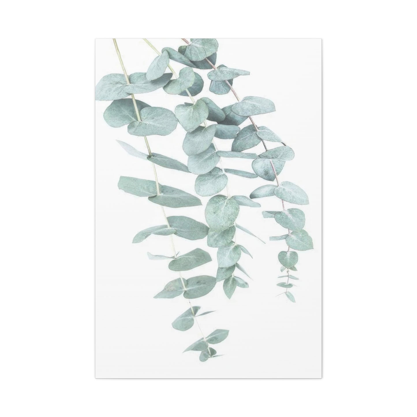 Kathrin Pienaar Eucalyptus Wall Art & Canvas Prints