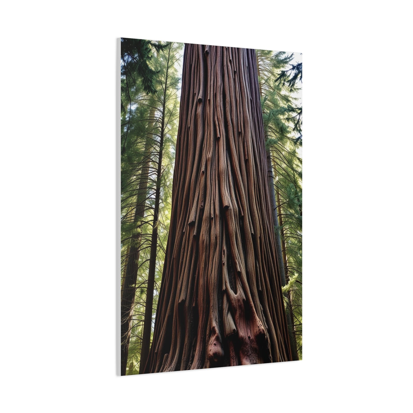 Collection Redwood Tree Art Art Wall Art & Canvas Print