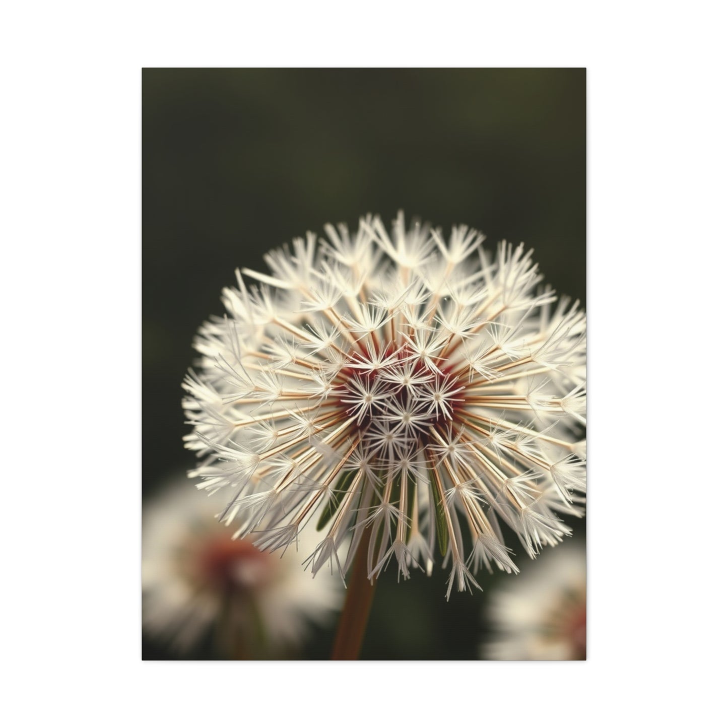 Dandelion Flower Art Supreme Gallery Wall Art & Canvas Print