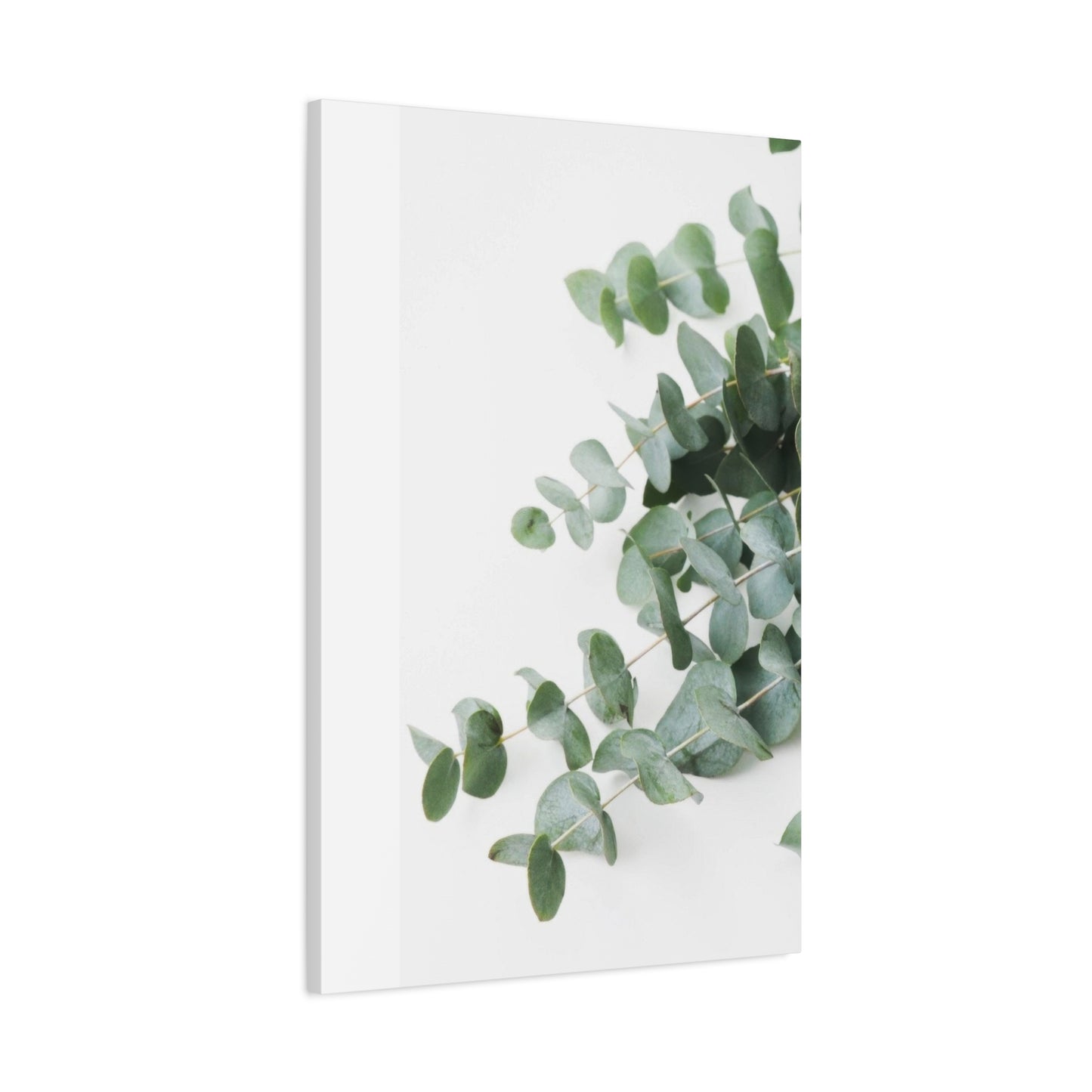 Eucalyptus On White BG Wall Art & Canvas Prints
