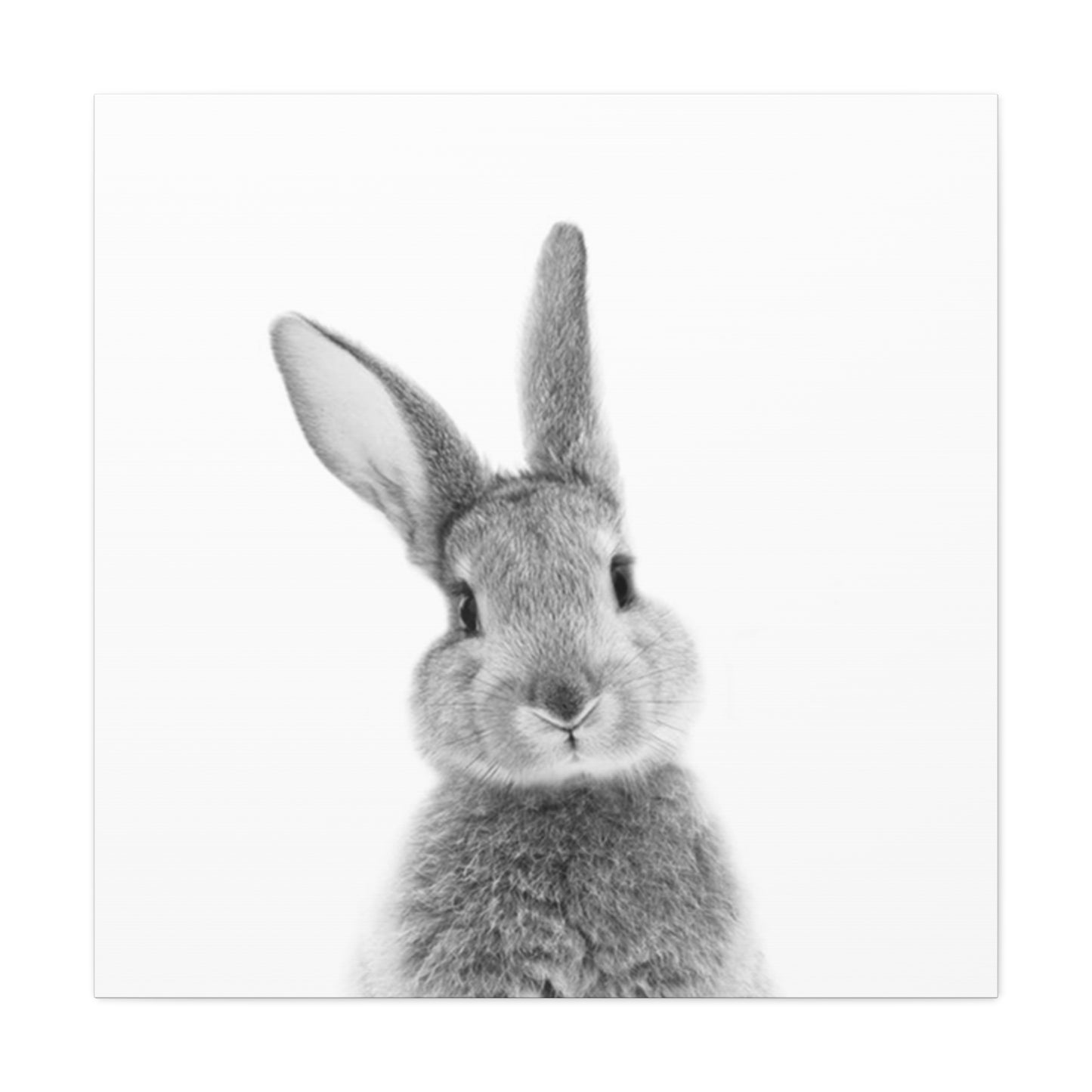 Black And White Rabbit Wall Art & Canvas Prints