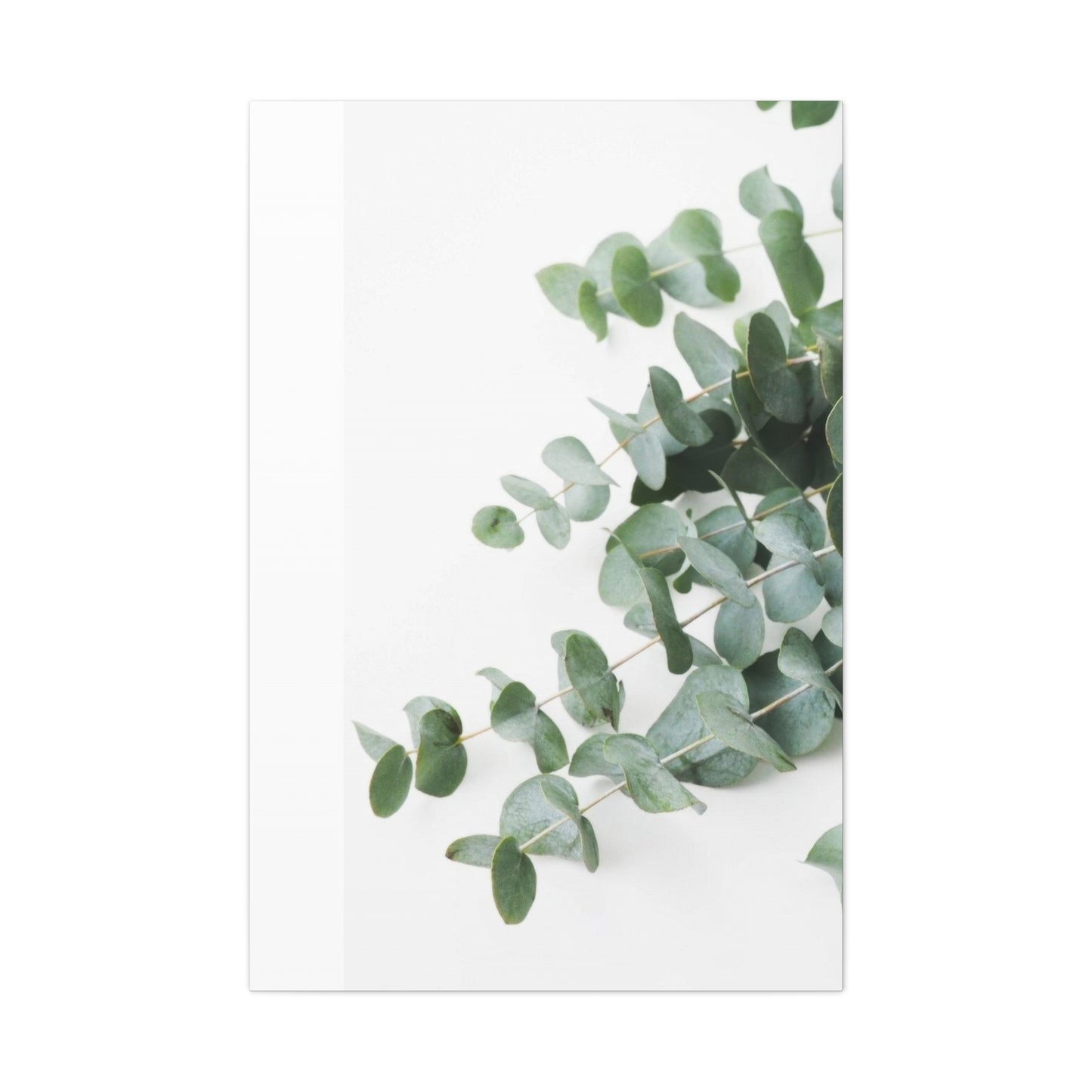 Eucalyptus On White BG Wall Art & Canvas Prints