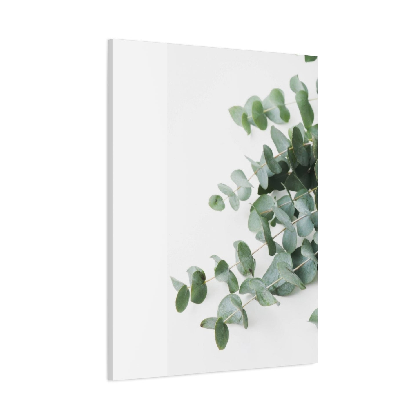 Eucalyptus On White BG Wall Art & Canvas Prints