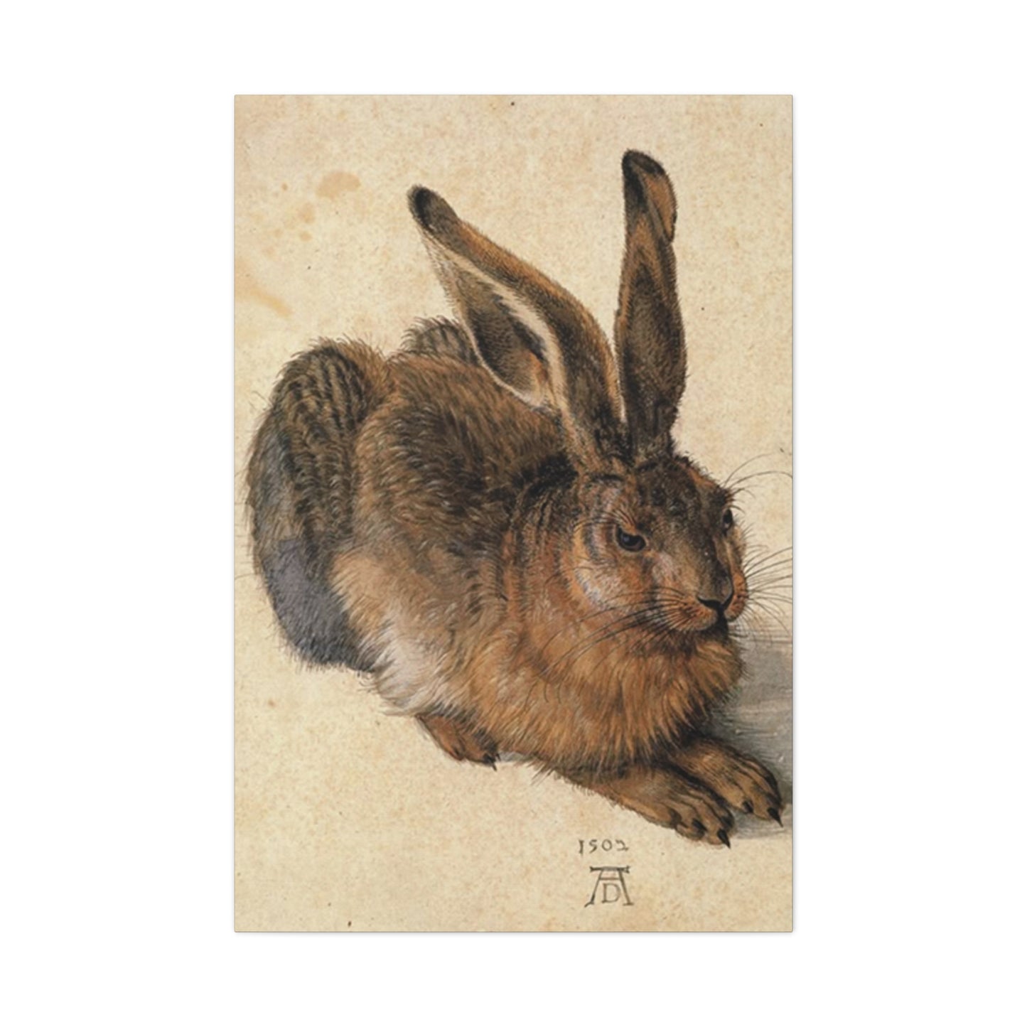 Large Brown Bunny Wall Art & Canvas Prints
