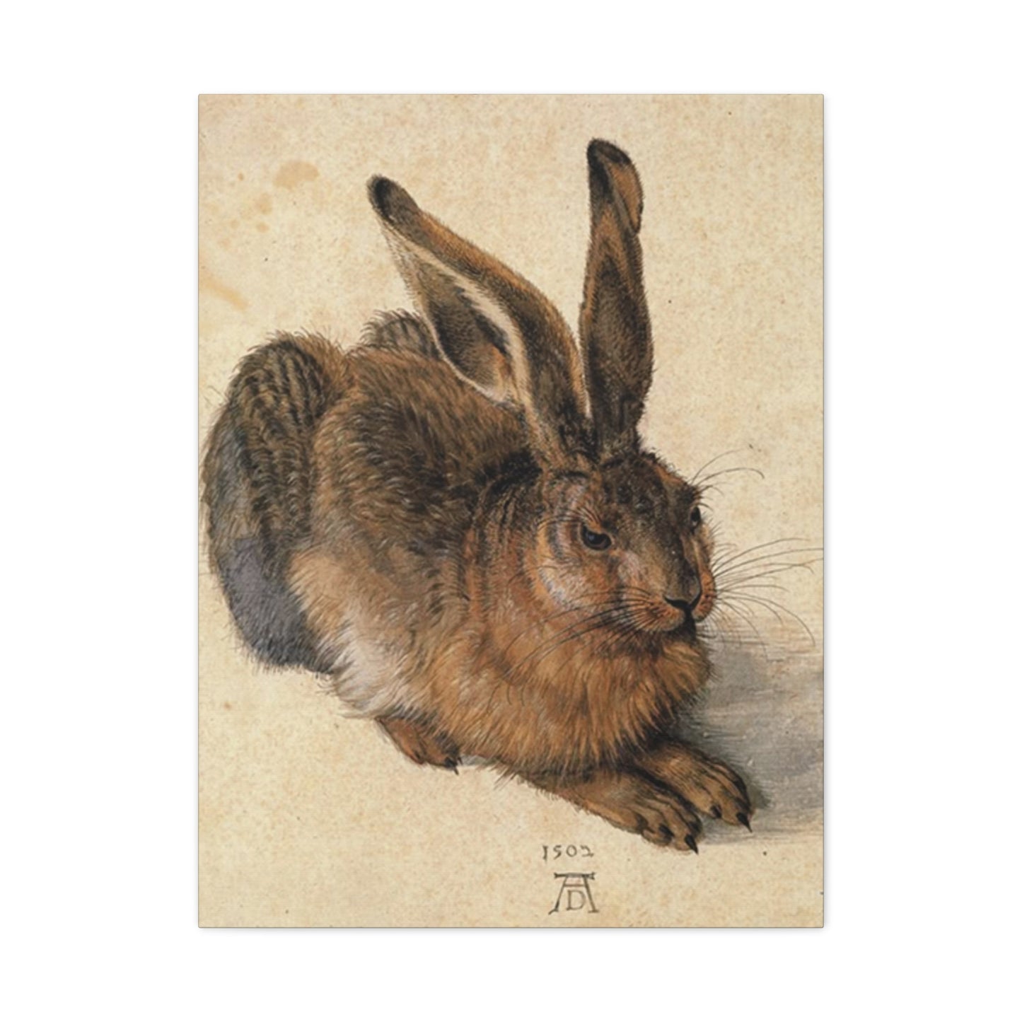 Large Brown Bunny Wall Art & Canvas Prints