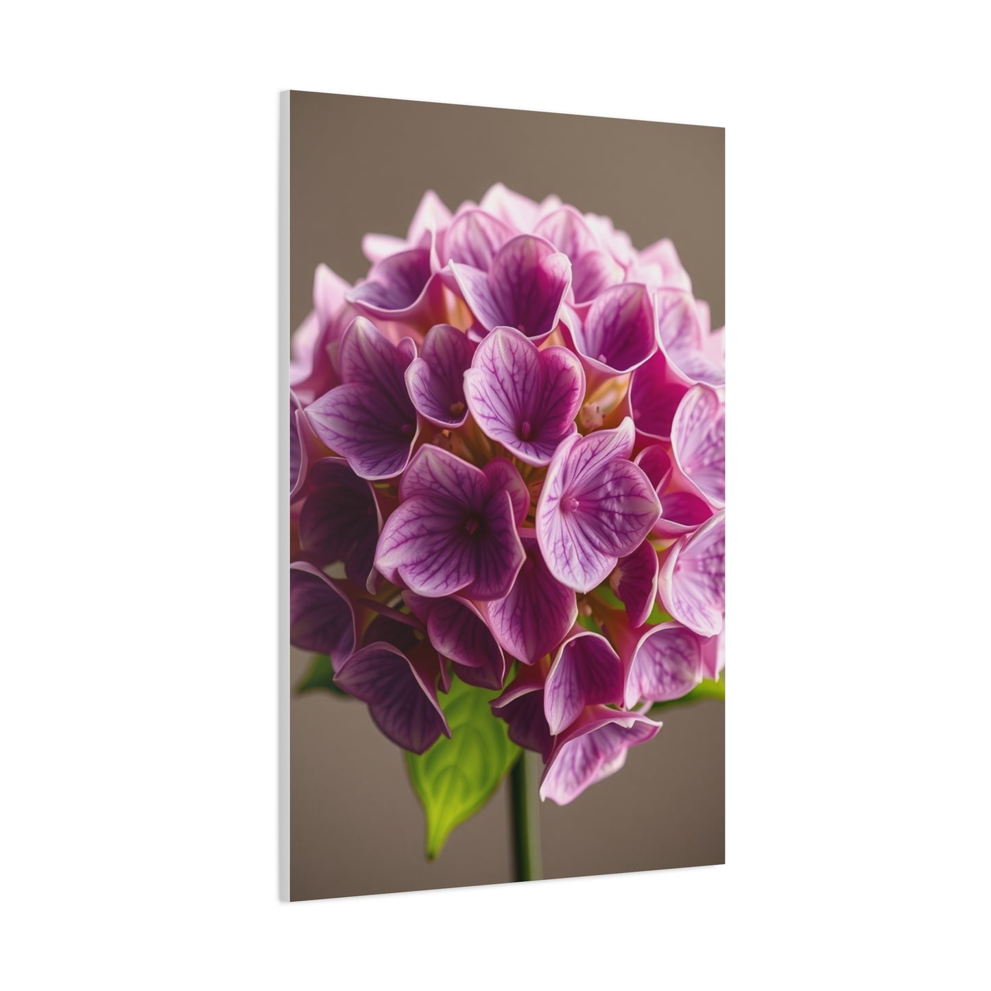 Collection Hydrangea Flower Art Art Wall Art & Canvas Print