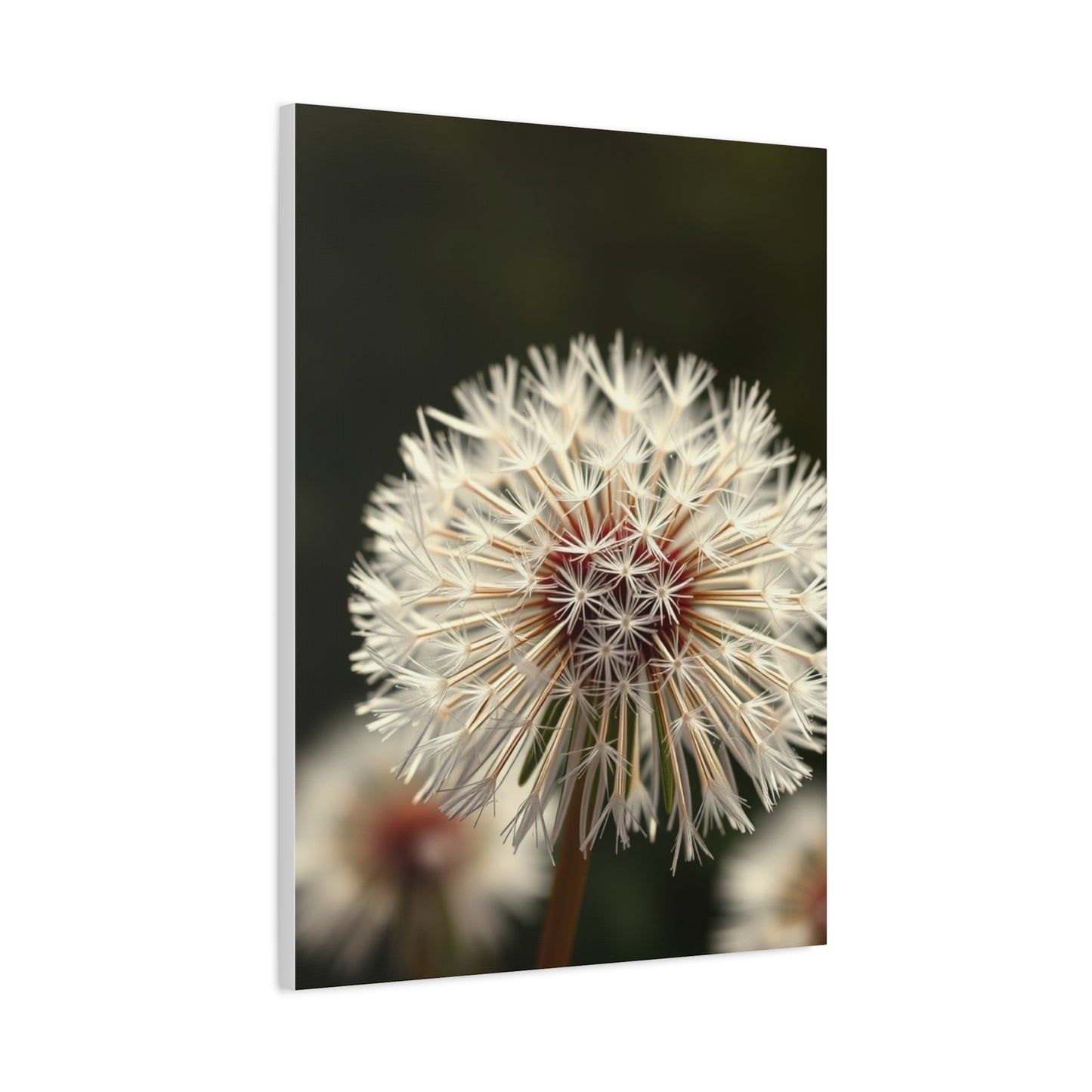 Dandelion Flower Art Supreme Gallery Wall Art & Canvas Print