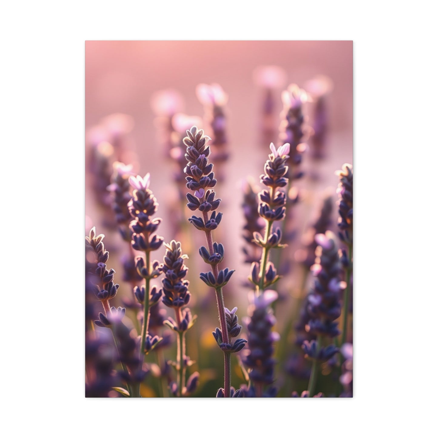 Collection Lavender Herb Art Art Wall Art & Canvas Print