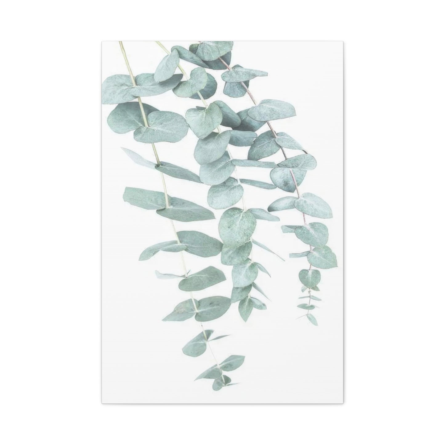 Kathrin Pienaar Eucalyptus Wall Art & Canvas Prints