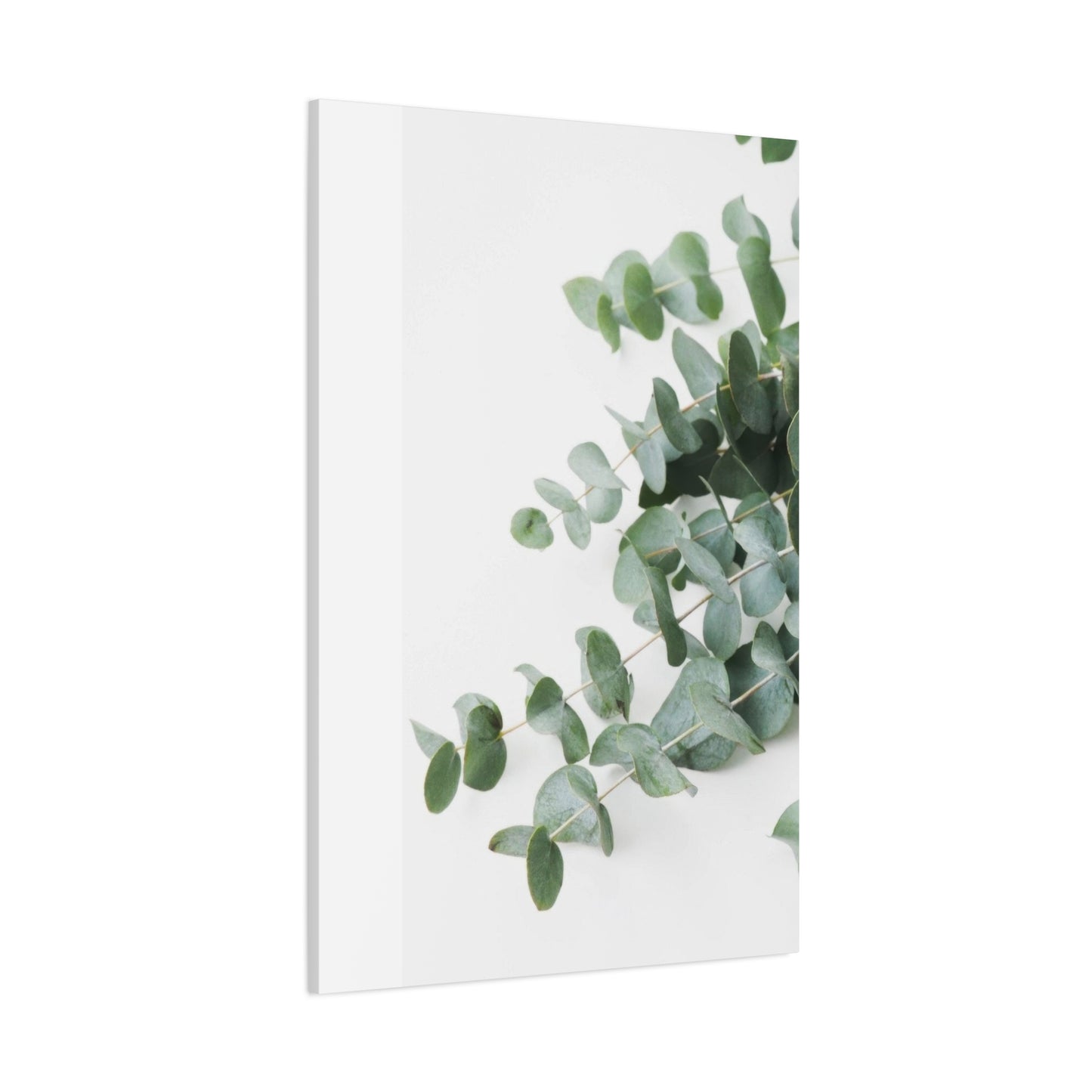 Eucalyptus On White BG Wall Art & Canvas Prints