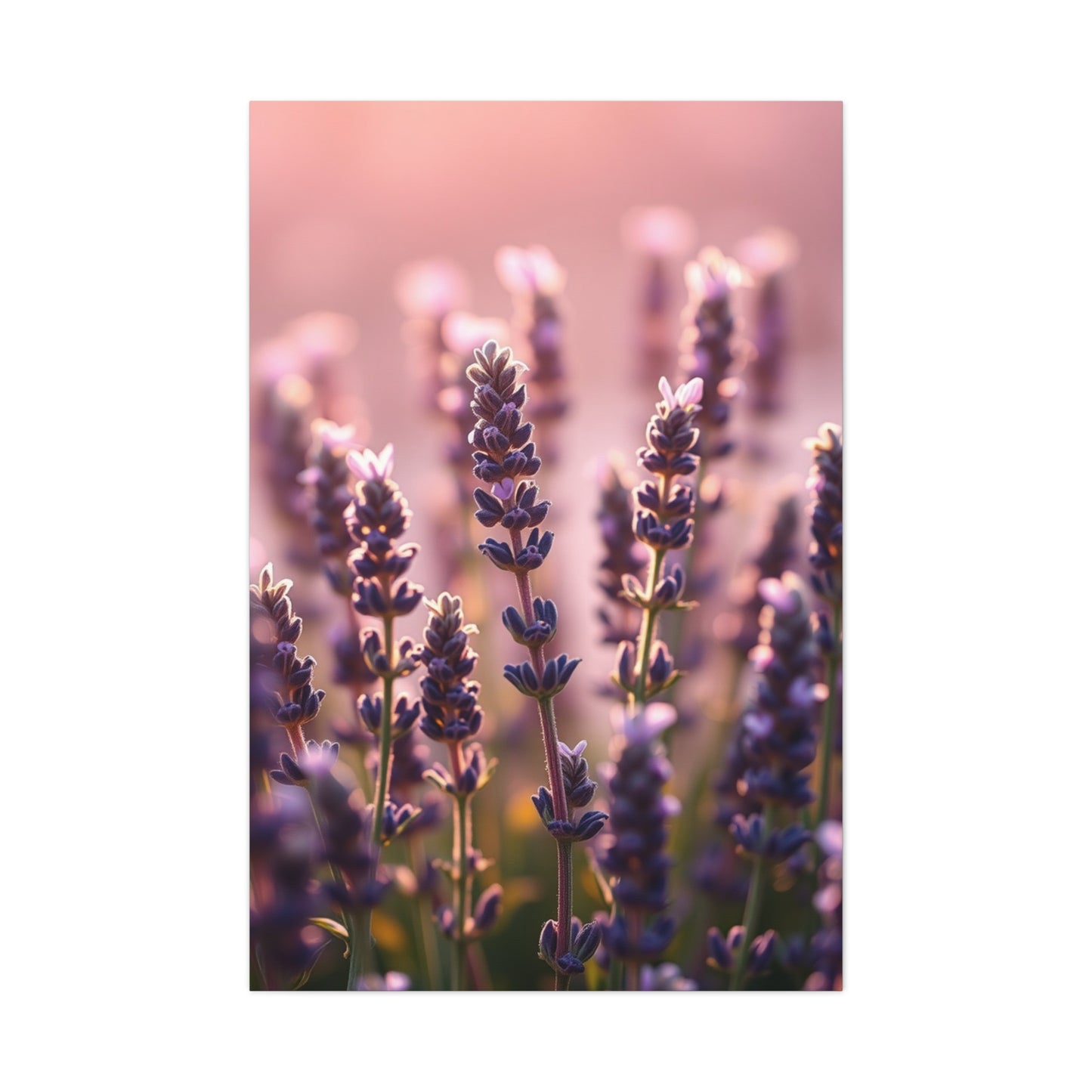 Collection Lavender Herb Art Art Wall Art & Canvas Print