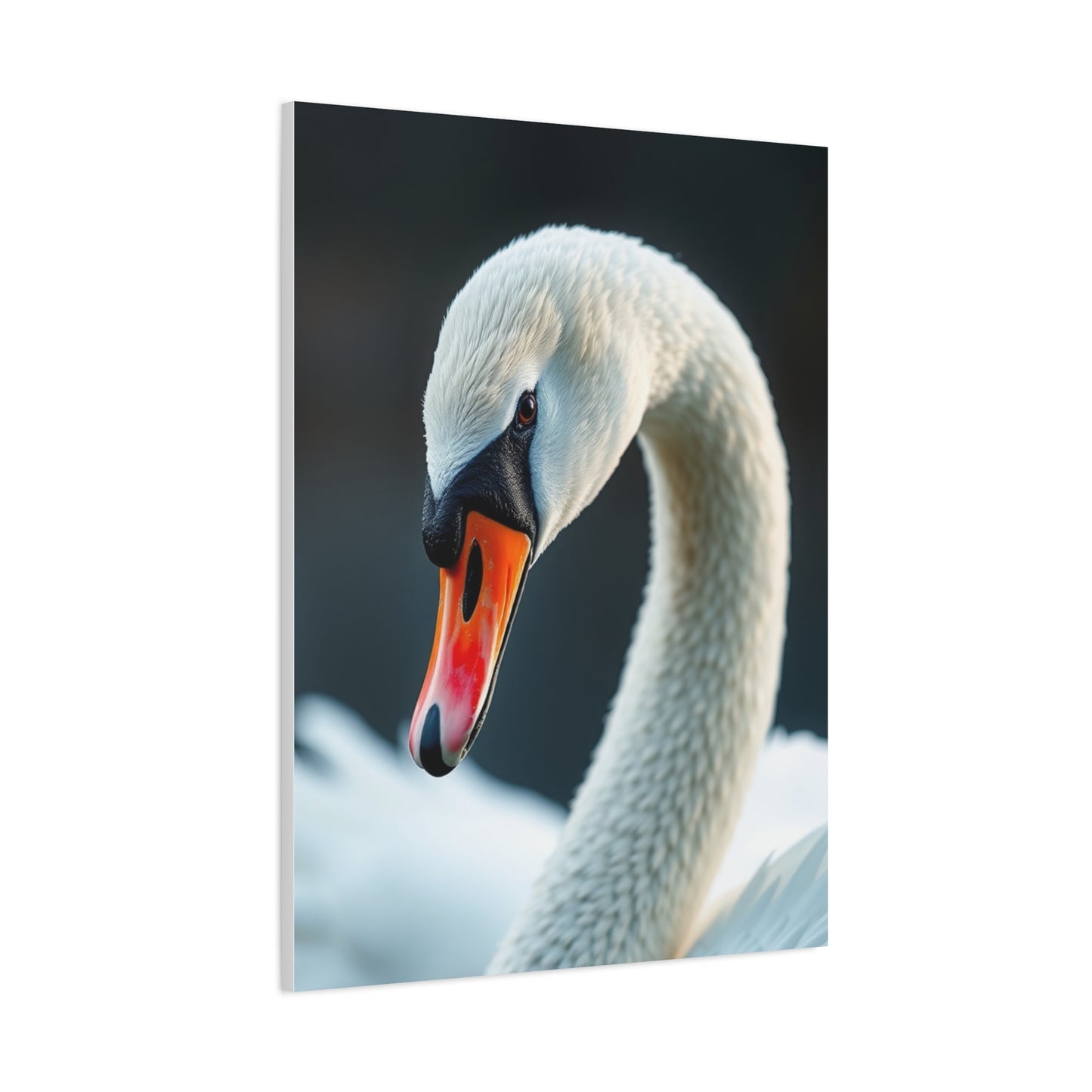Swan Art Supreme Gallery Wall Art & Canvas Print