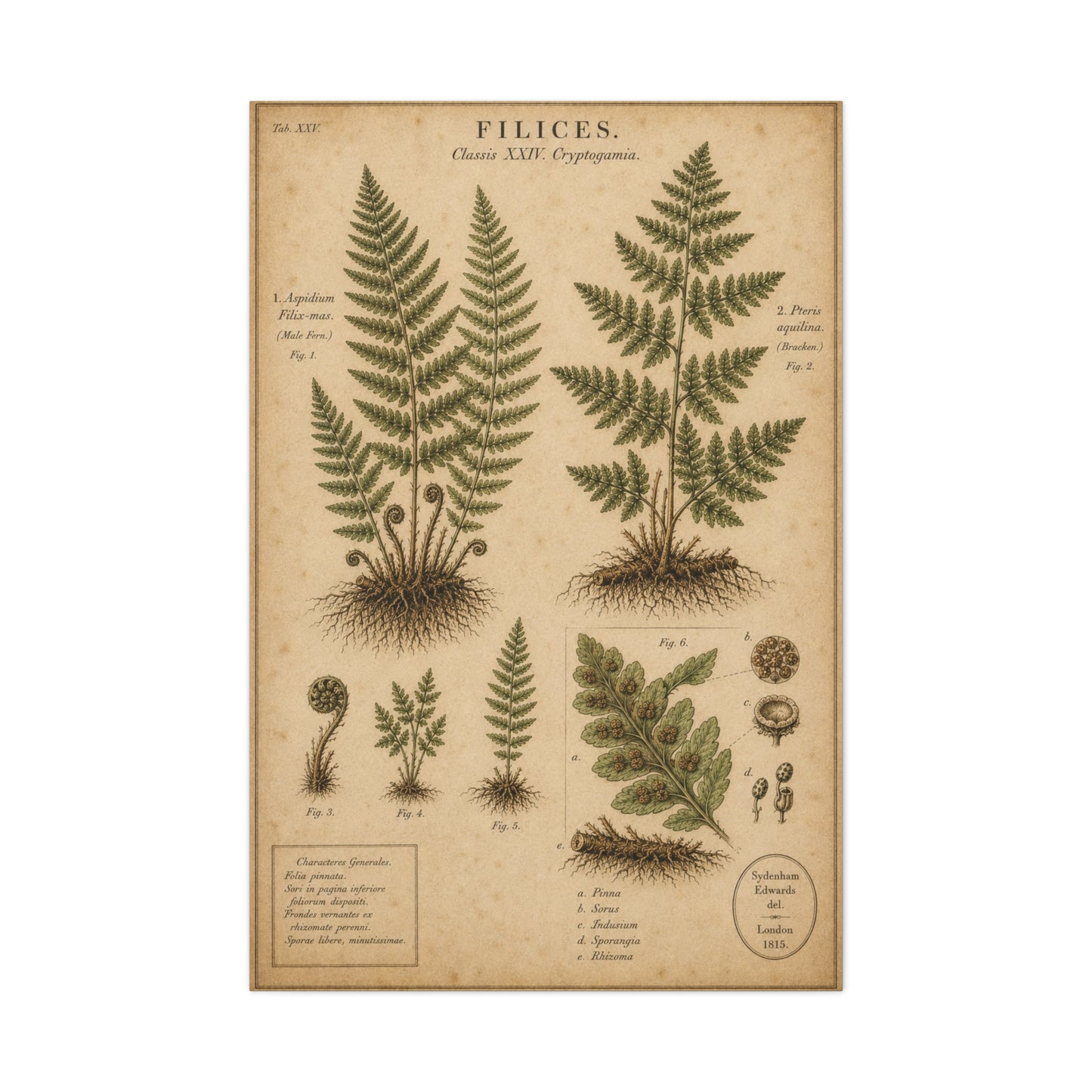 Antique Fern Herbarium Plate Wall Art & Canvas Print