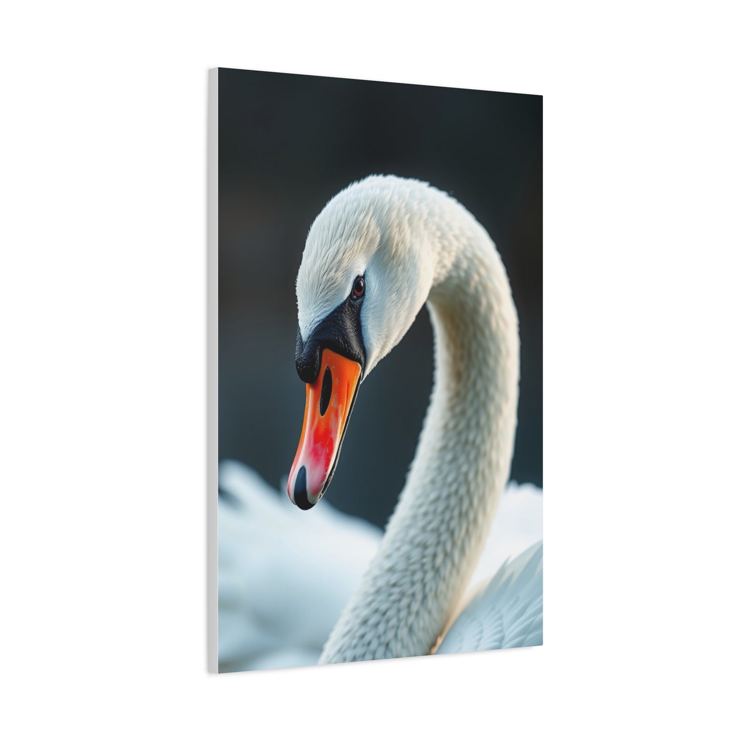 Swan Art Supreme Gallery Wall Art & Canvas Print