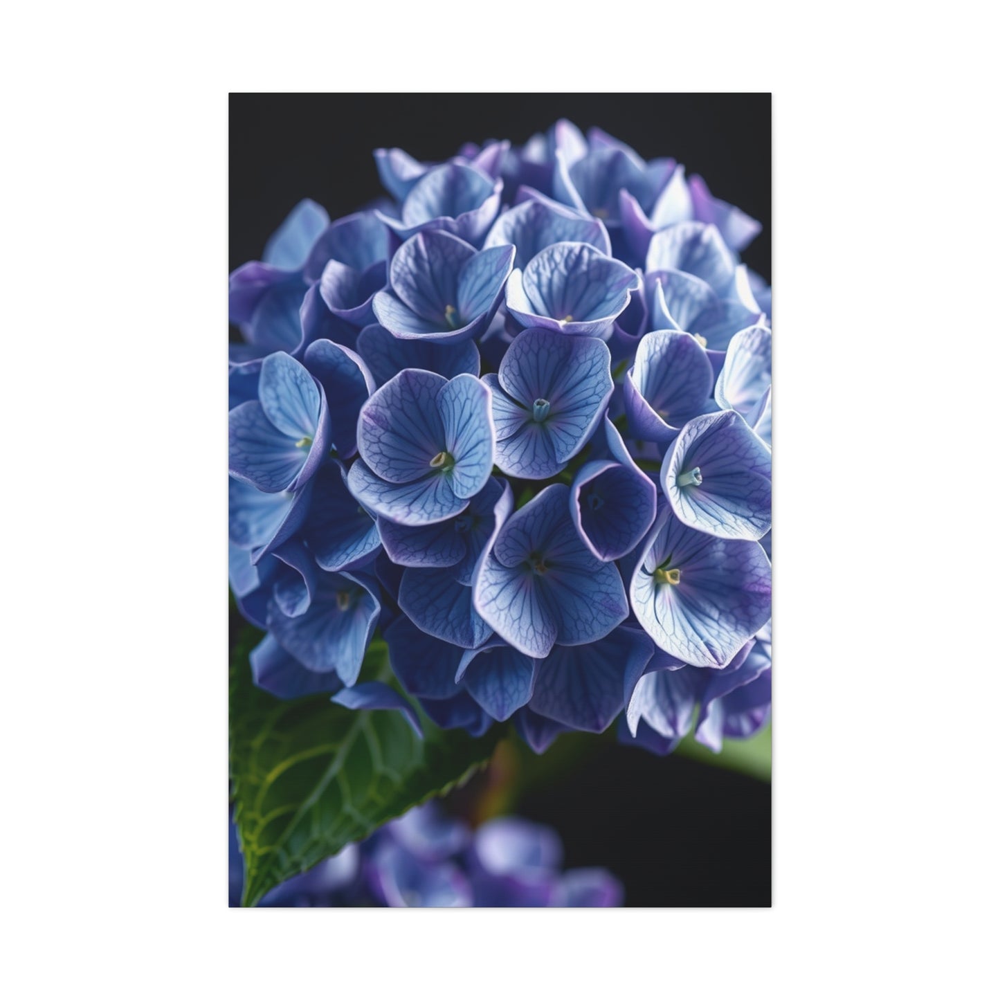 Hydrangea Flower Art Supreme Gallery Wall Art & Canvas Print