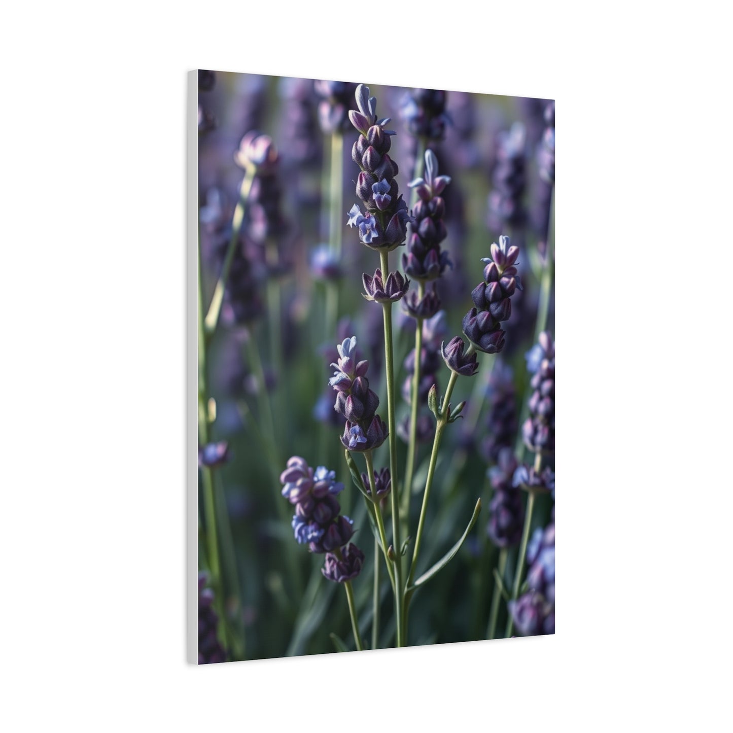 Supreme Lavender Herb Art Collection Wall Art & Canvas Print
