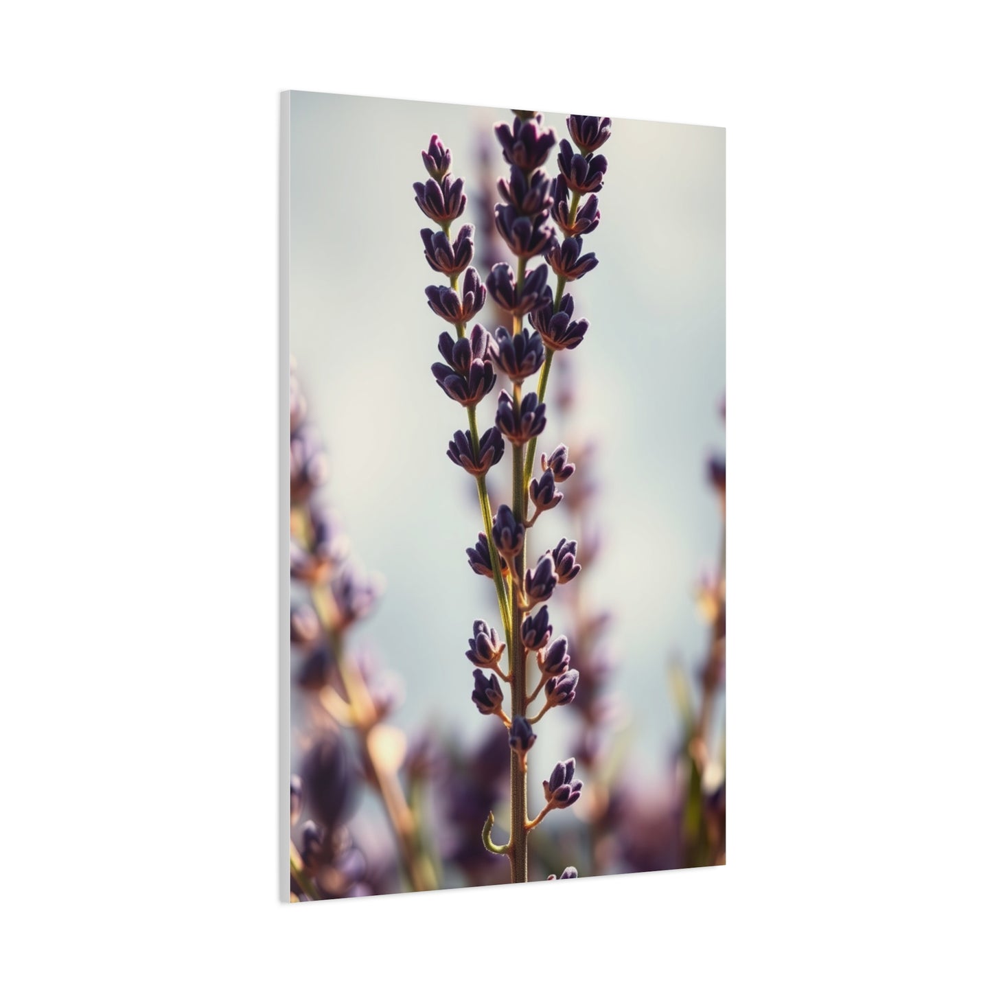 Lavender Herb Art Luxury Canvas Wall Art & Canvas Print