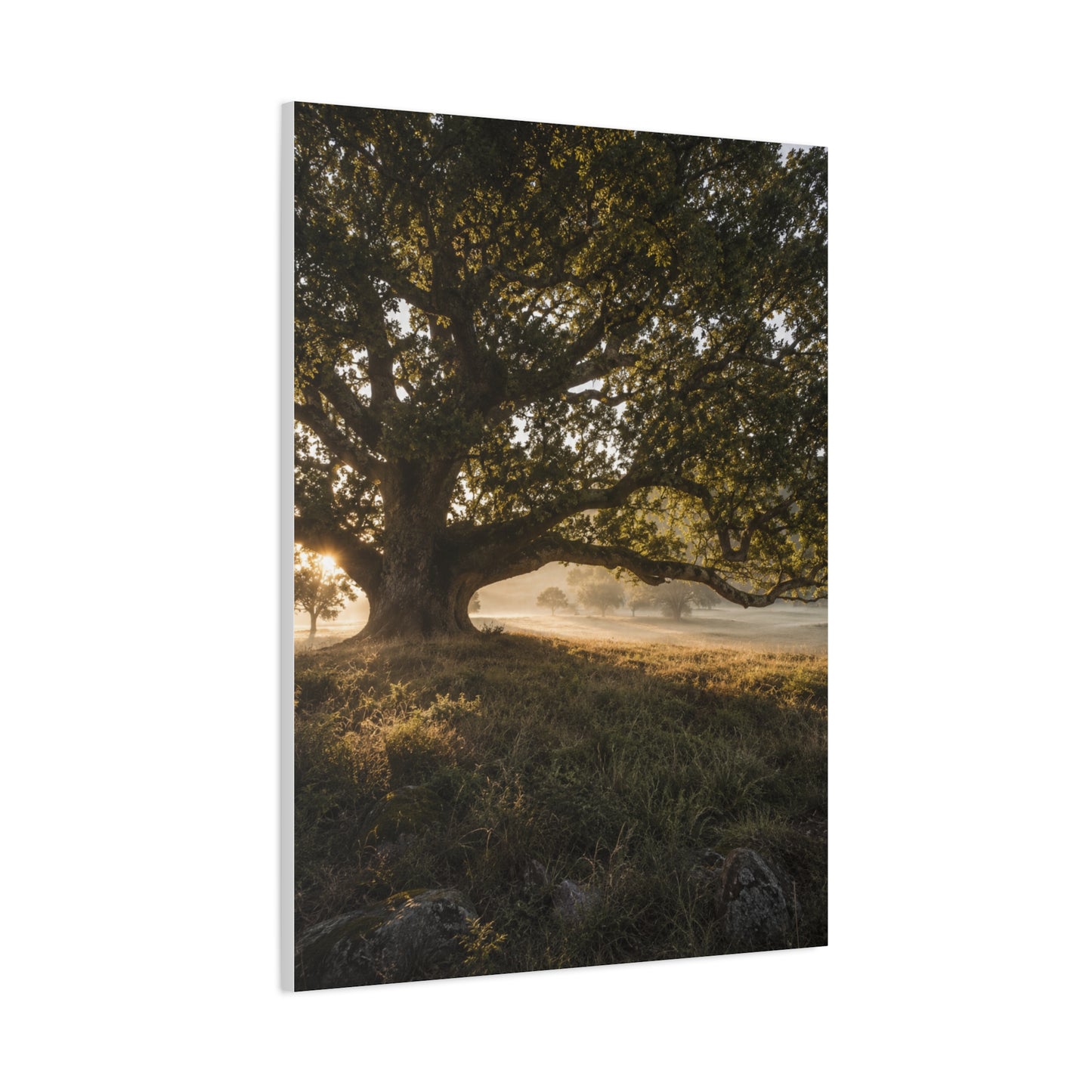 Ancient Oak Golden Dawn Landscape Trees Wall Art & Canvas Print