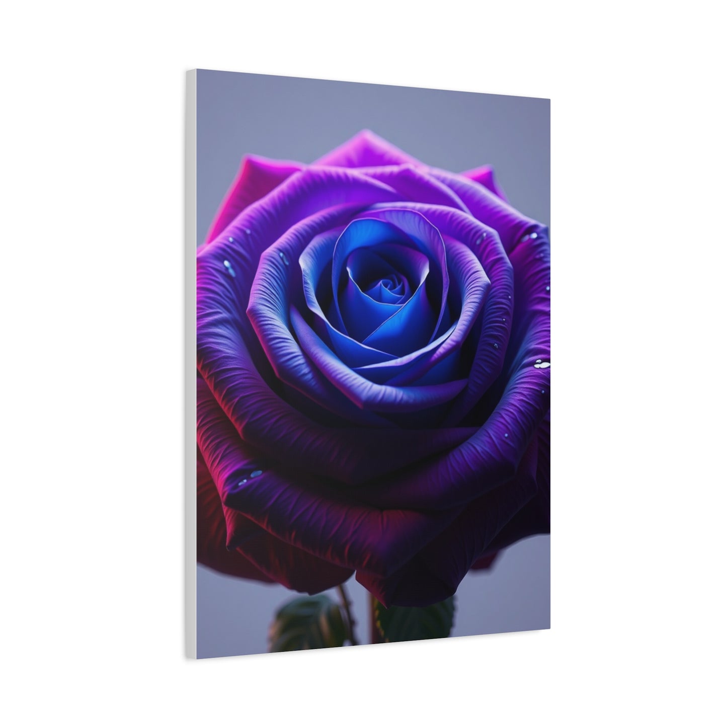 Elite Rose Art Vision Wall Art & Canvas Print