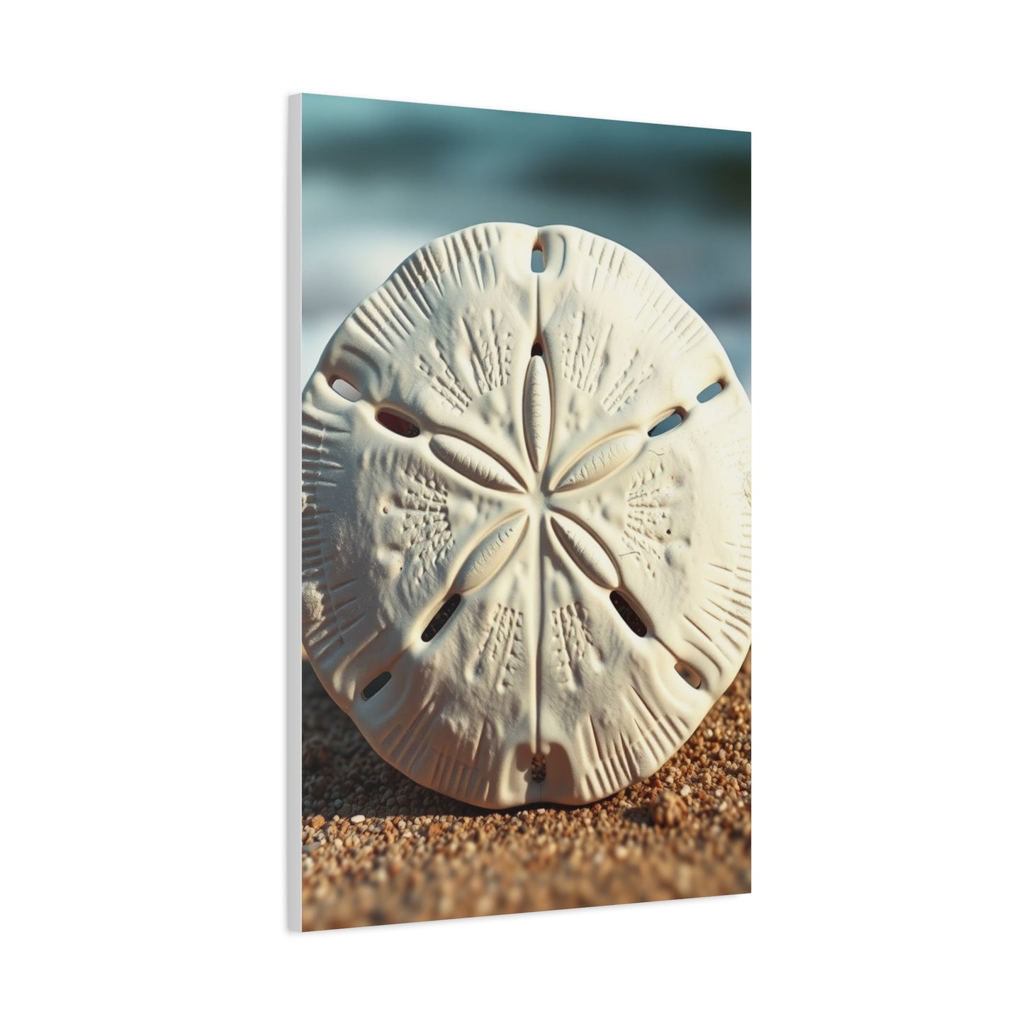 Supreme Sand Dollar Art Collection Wall Art & Canvas Print