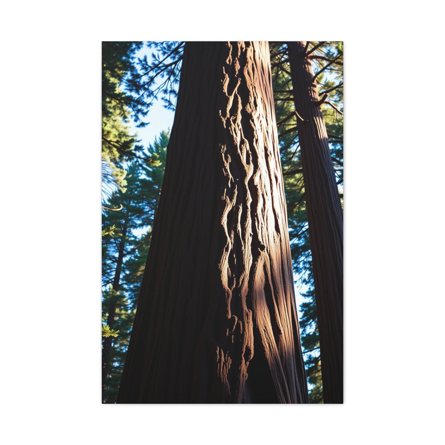 Redwood Tree Art Luxury Canvas Wall Art & Canvas Print