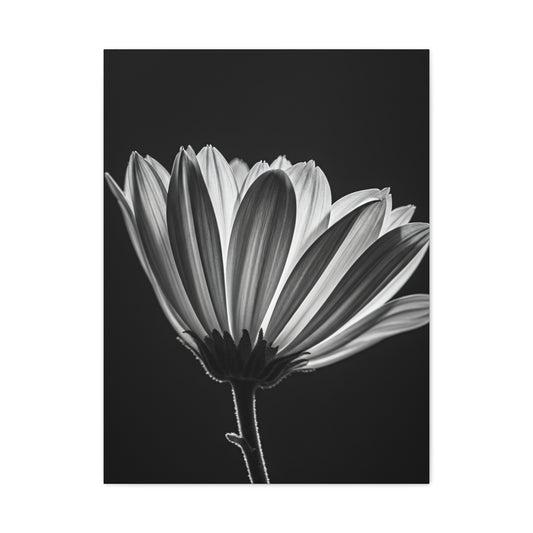 Classic Gerbera Bloom in Shadow Wall Art & Canvas Prints
