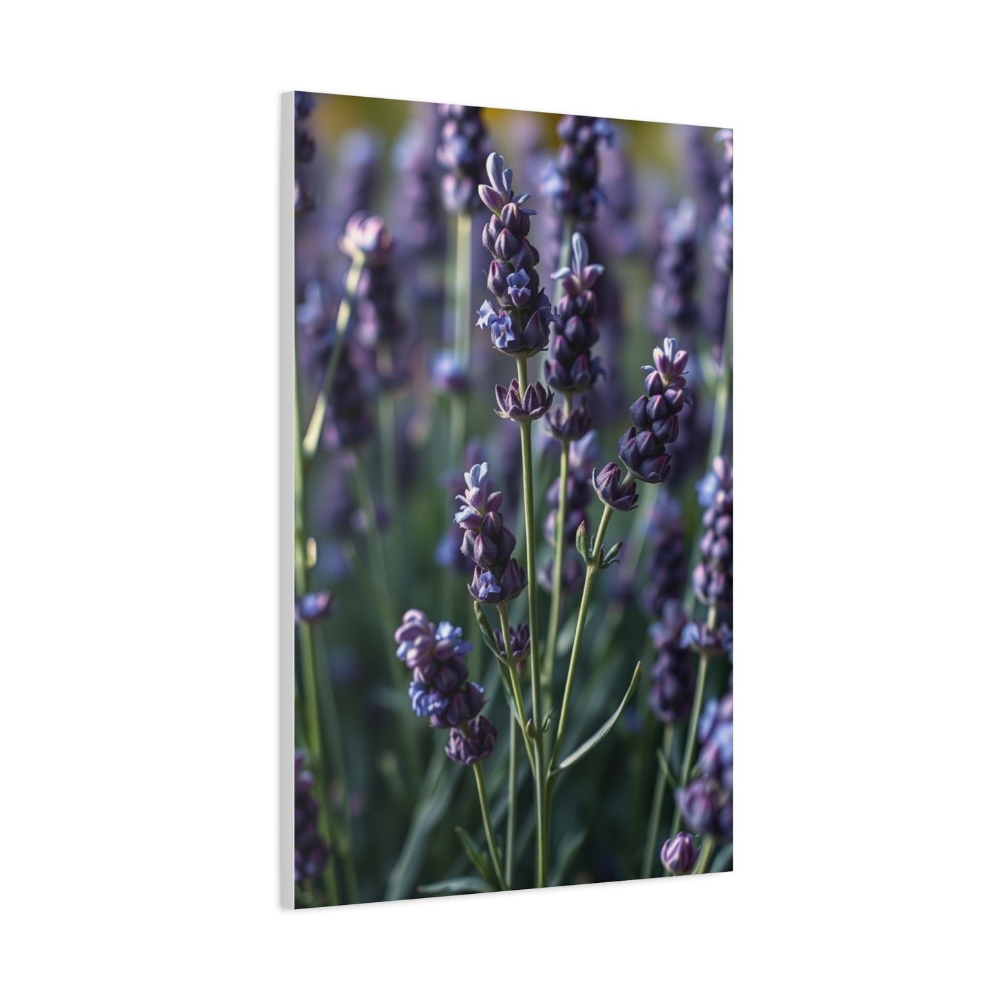 Supreme Lavender Herb Art Collection Wall Art & Canvas Print