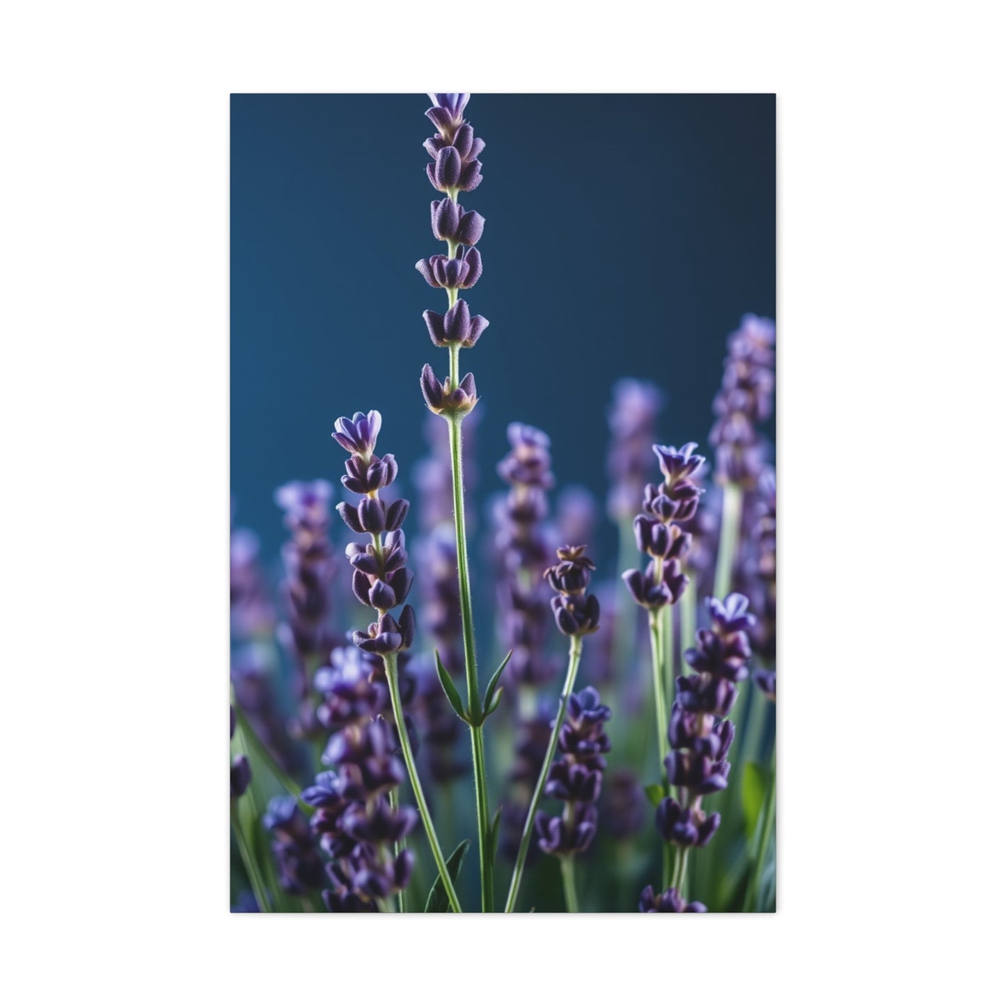 Lavender Herb Art Refined Canvas Wall Art & Canvas Print