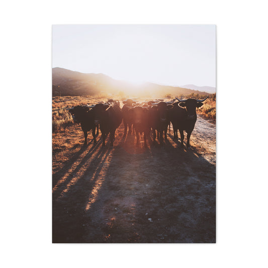 Sunset Bull Herd Silhouette Wall Art & Canvas Print