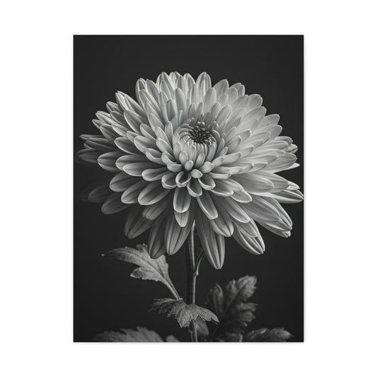 Chrysanthemum Bloom in Noir Wall Art & Canvas Prints