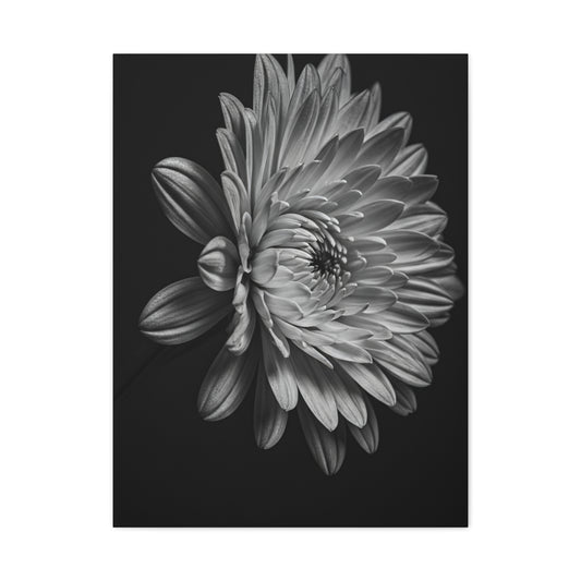 Side Profile Dahlia Bloom Wall Art & Canvas Prints