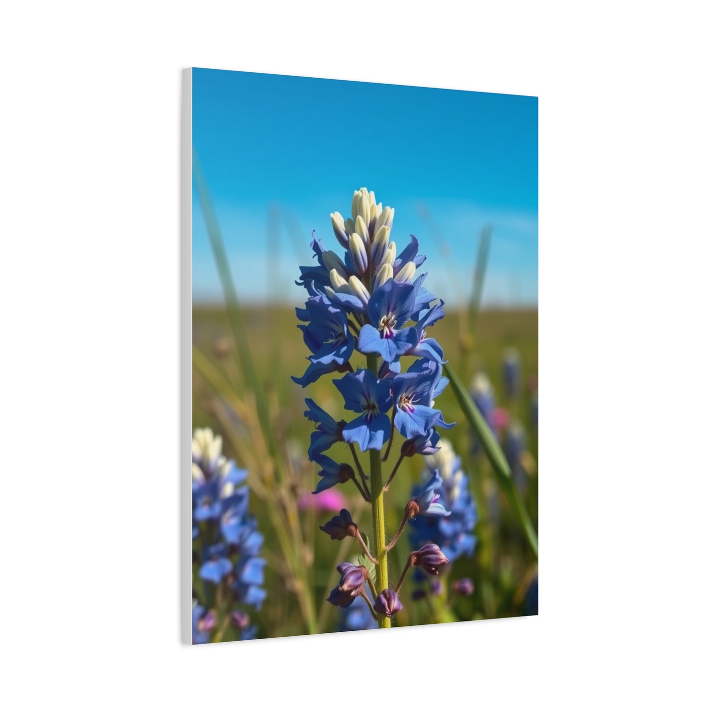 Bluebonnet Flower Art Supreme Gallery Wall Art & Canvas Print