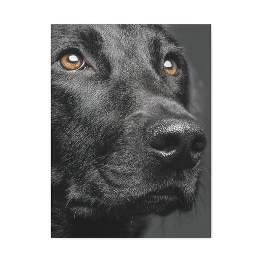 Black Labrador Fine Art Close-Up Wall Art & Canvas Print