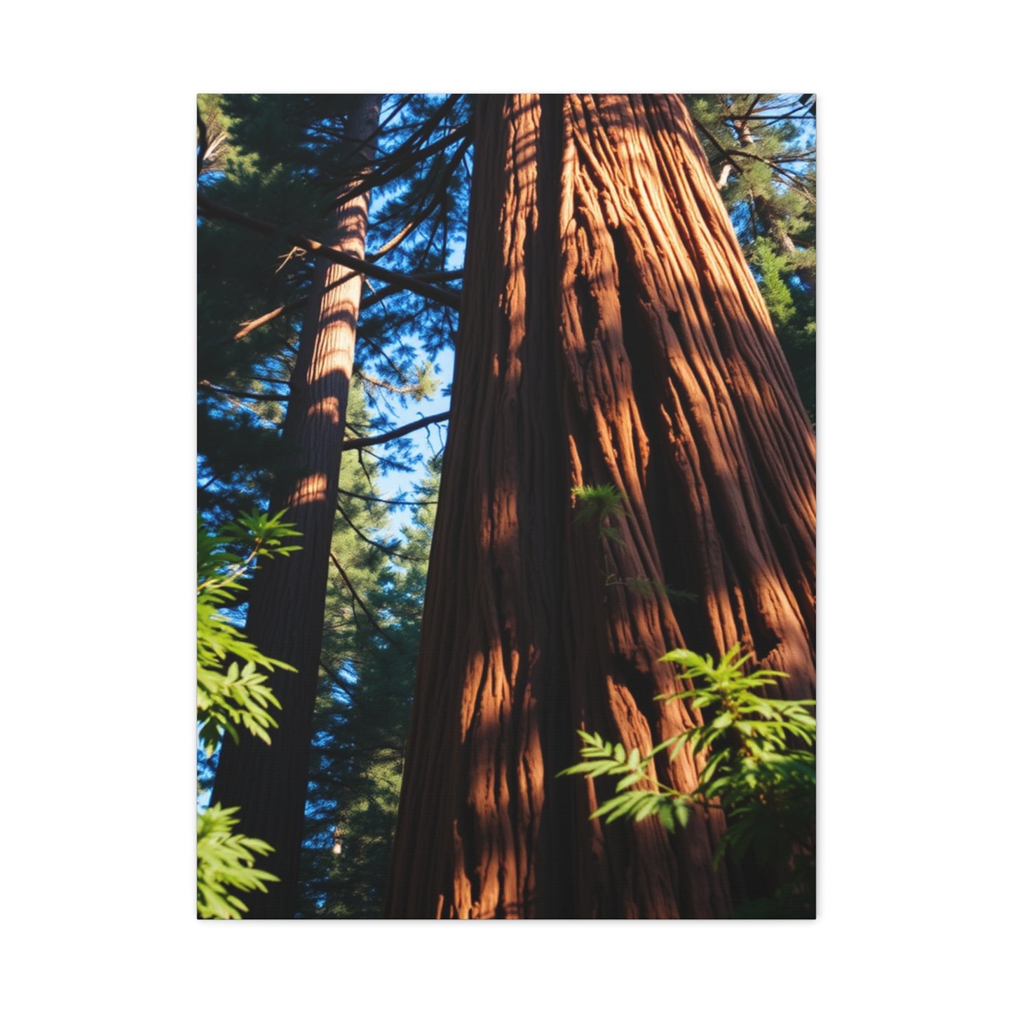 Supreme Redwood Tree Art Collection Wall Art & Canvas Print