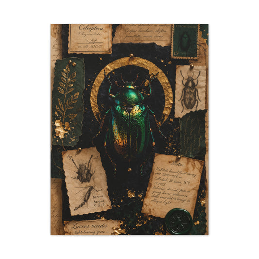Cabinet of Curiosities Insect Study Wall Art & Canvas Print