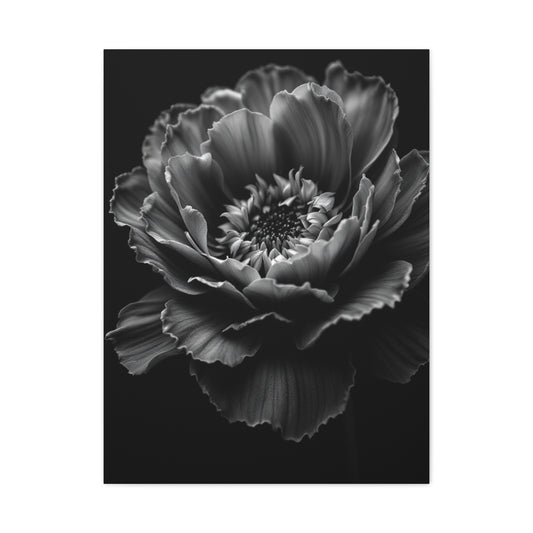 Layered Peony in Soft Shadow Wall Art & Canvas Prints