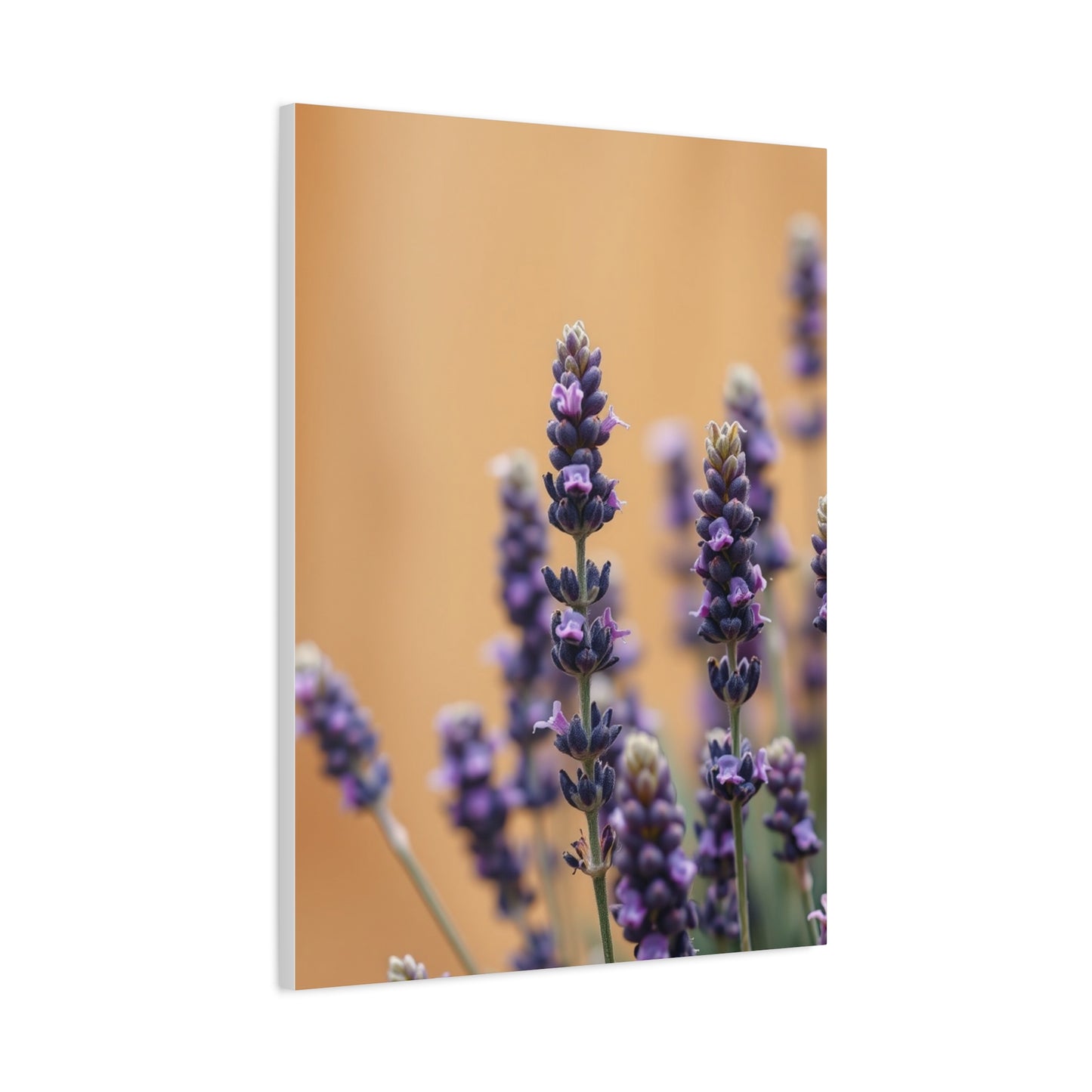 Masterpiece Lavender Herb Art Vision Wall Art & Canvas Print