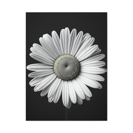 White Daisy Bloom Portrait Wall Art & Canvas Prints