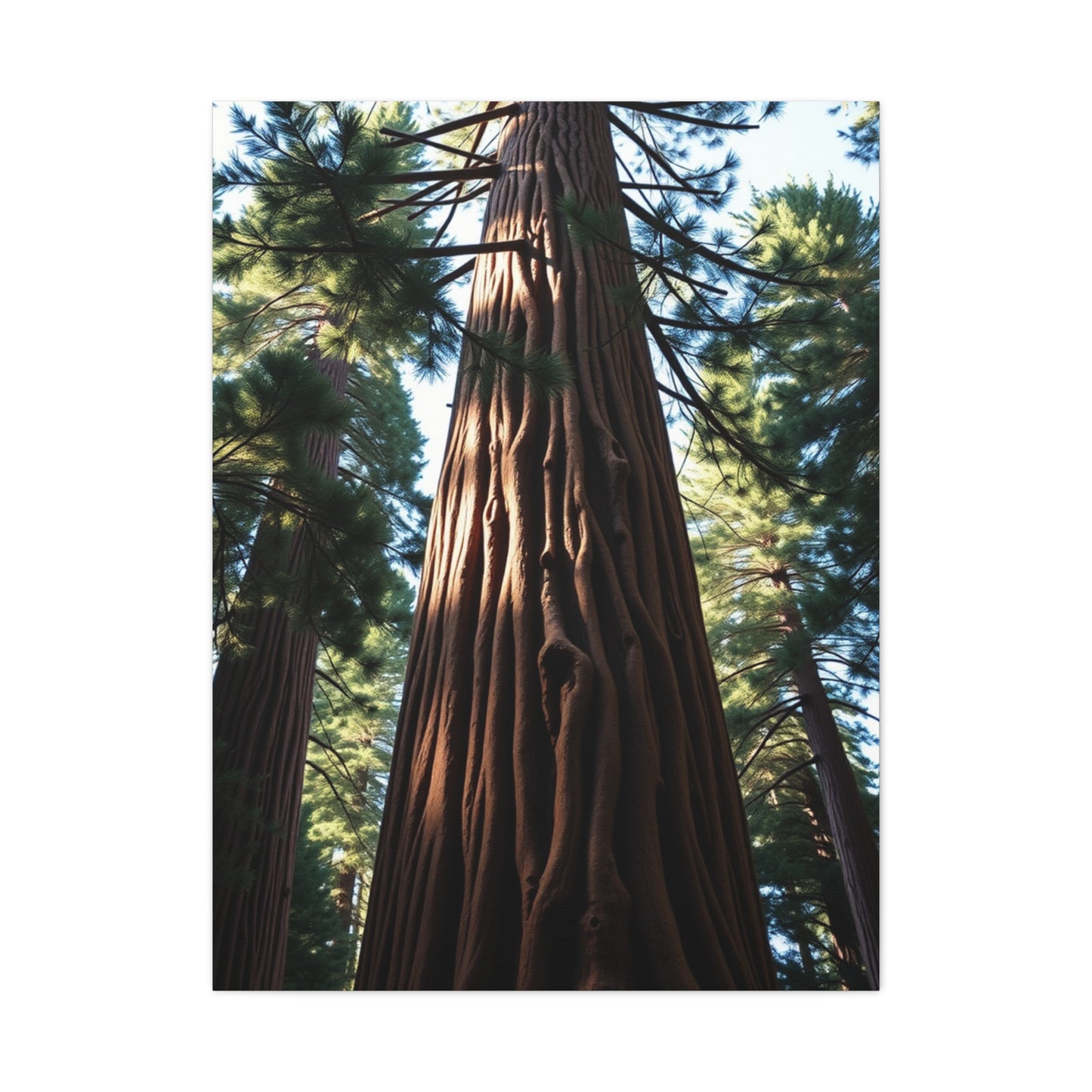 Redwood Tree Art Supreme Gallery Wall Art & Canvas Print