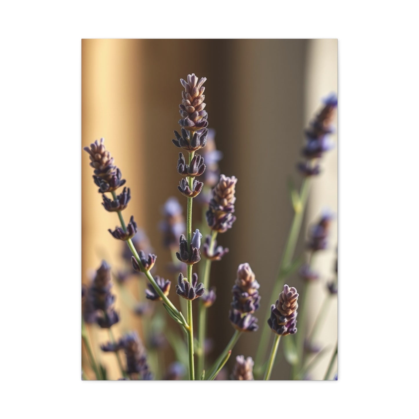 Lavender Herb Art Supreme Gallery Wall Art & Canvas Print