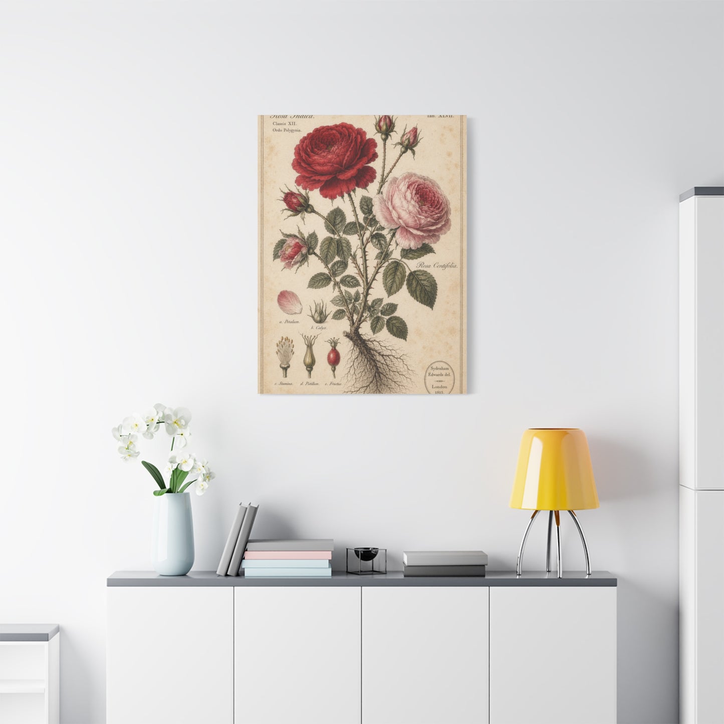 Victorian Rose Botanical Study Wall Art & Canvas Print