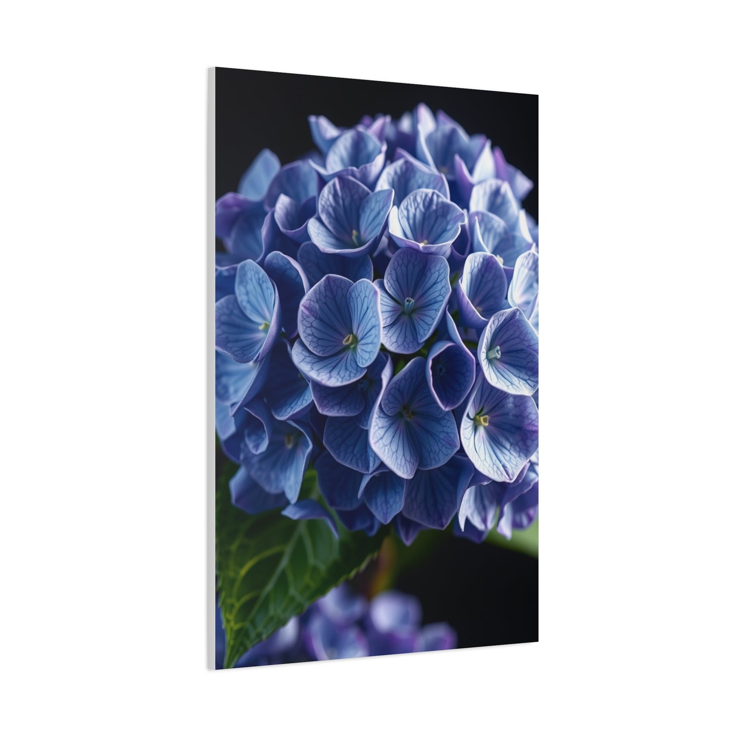Hydrangea Flower Art Supreme Gallery Wall Art & Canvas Print